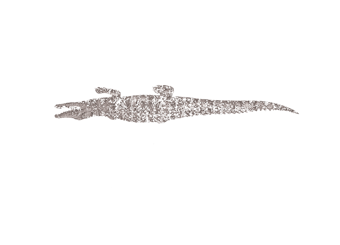 Cabinetul de Curiozități