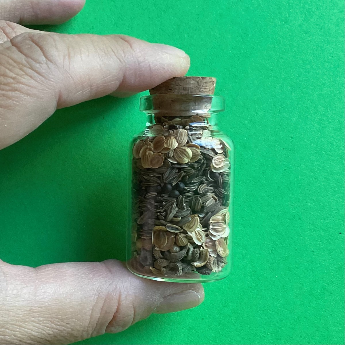 Sticluța cu semințe cu dop de plută conținând semințe de plante medicinale